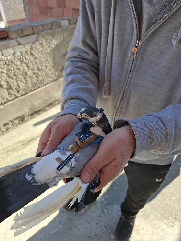 Kurrant feature on SignalWings — Nature as a Sensor