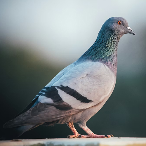 Wildlife ethics & compliance