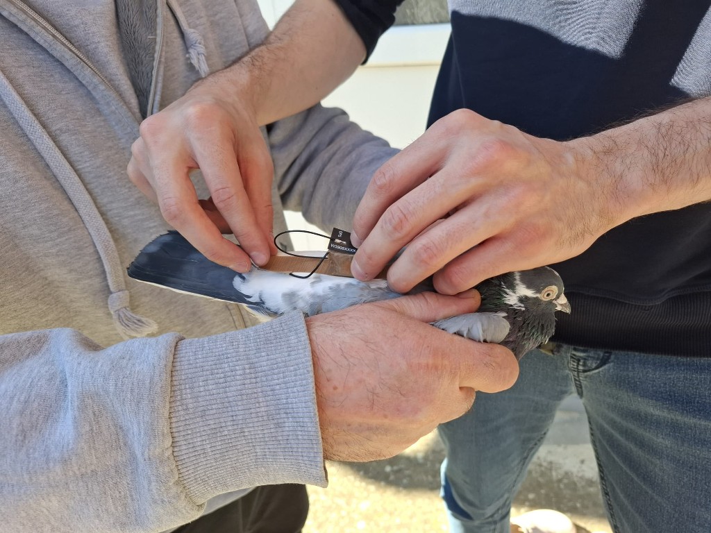 Two hands, one bird — the team carefully fitting a lightweight sensor harness.