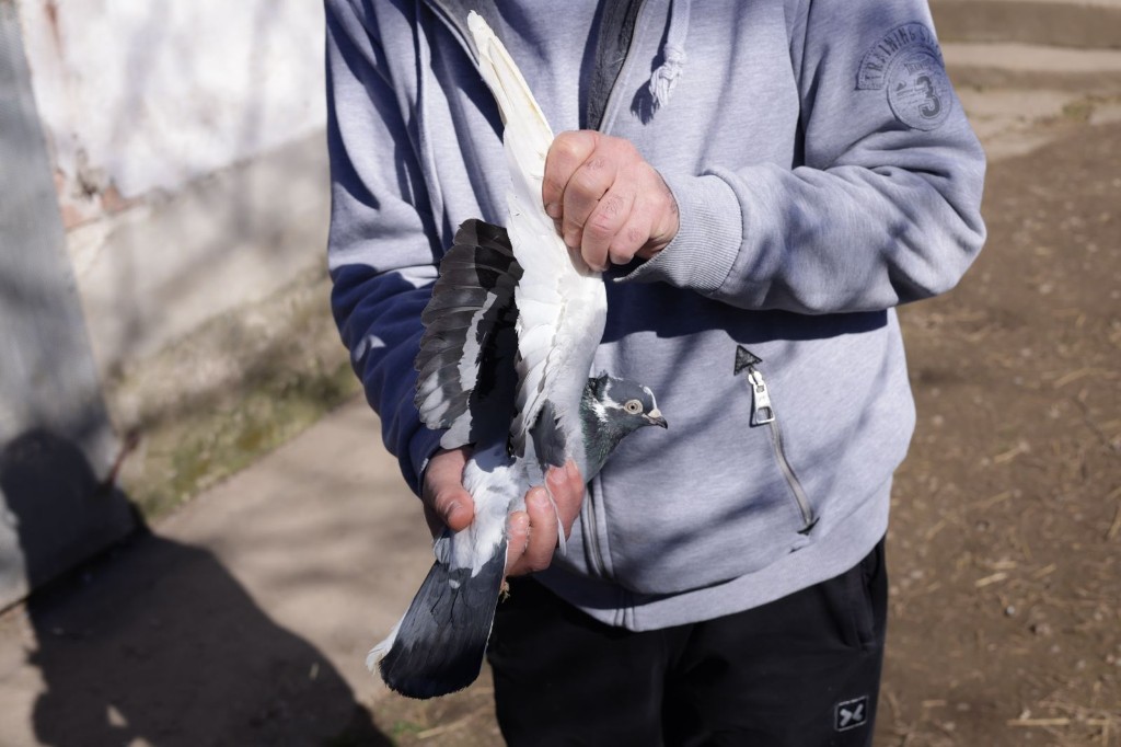 Working alongside experienced pigeon handlers from our breeding partners.