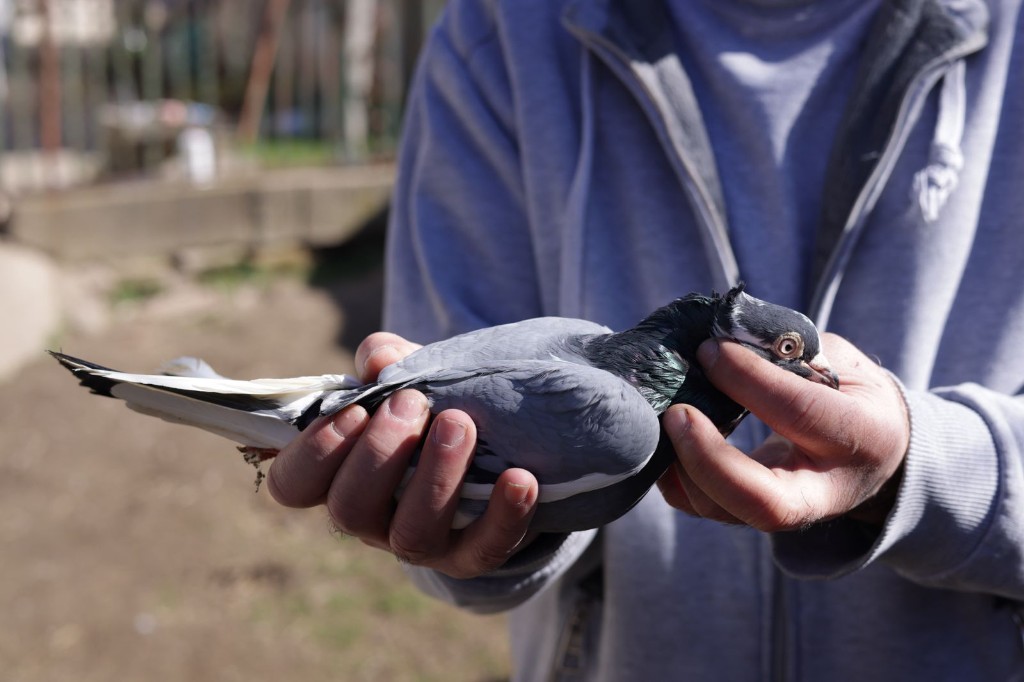Pre-flight check — calm, healthy birds are the only ones we work with.