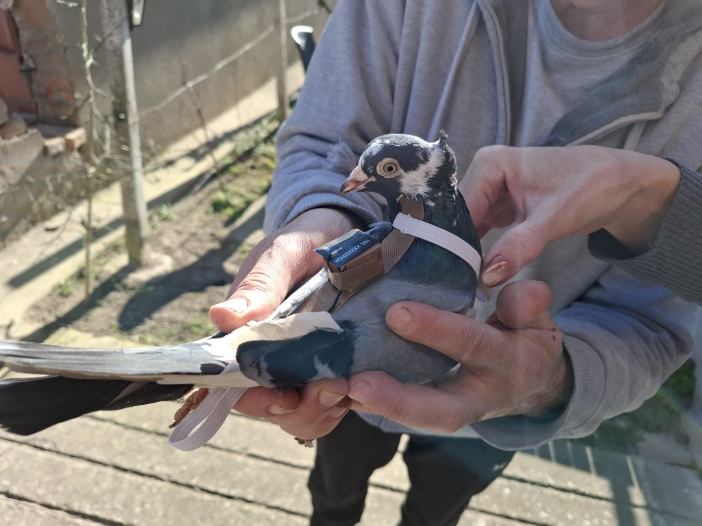 A pigeon fitted with our lightweight Bio-IoT sensor harness during a field session